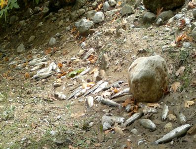 Alabalık Çiftliğindeki 450 Bin Yavru Balık Selde Telef Oldu