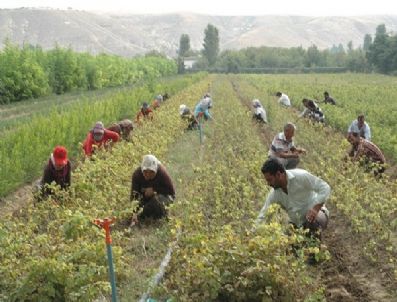 Birecik’te 2 Milyon 500 Bin Adet Meyve Fidanı Üretimi Hedefleniyor