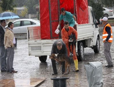 NURI ÇOBANOĞLU - Samsun`da 150 Dönüm Araziye Hayvan Barınağı Projesi