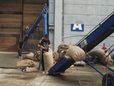 Fiskobirlik Tmo’dan Fındık Alımlarına Başladı