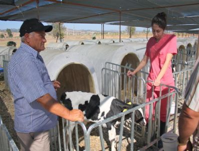 Yenişehirli Süt Üreticisinin Zam Sevinci