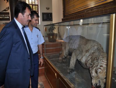 ENVER PAŞA - Enver Paşa`nın Avladığı Aslan İşıklar Askeri Lisesi`nde Sergileniyor