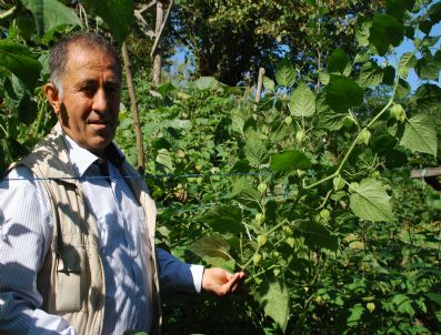 Fatsa`da Altın Çilek Üretimi