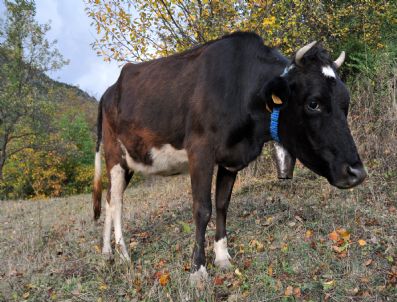 Gümüşhane`de 6 Memeli İnek