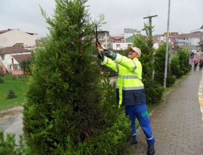 KÖSEKÖY - Kartepe`de Ağaçlar Budanıyor