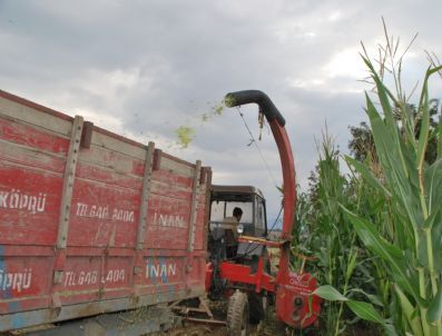 Silajlık Mısır Hasadı Başladı