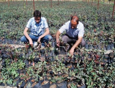 Terör Mağduru Köyler Fıstıkla Kalkınacak