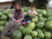 Yozgat`ta Alternatif Ürün Olarak Ekilen Karpuz Satılamayınca Çürümeye Bırakıldı