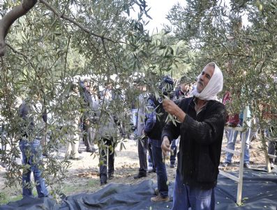 KAMIL KÖTEN - Akhisar 3. Zeytin Hasat Şenliği Başladı
