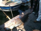 Foça`da 35 Kiloluk Granyoz Balığı Yakalandı