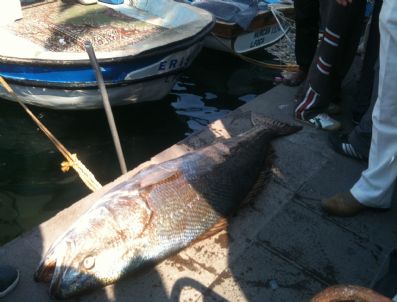Foça`da 35 Kiloluk Granyoz Balığı Yakalandı