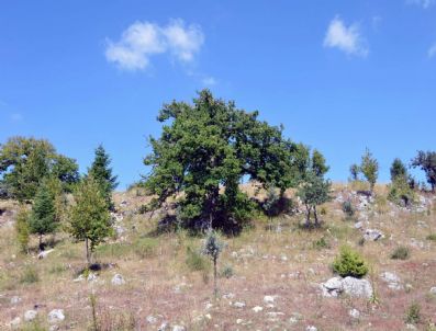 Tarihi Fındık Ağaçları İçin Orman Fakültesi Çalışma Başlattı