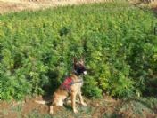 Bingöl`de 100 Kilo Esrar, 18 Bin Kök Kenevir Ele Geçirildi