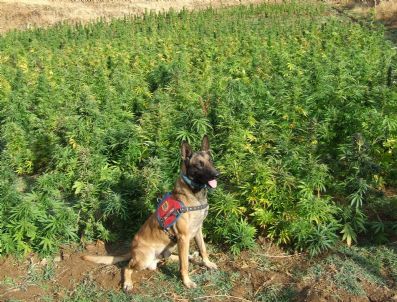 Bingöl`de 100 Kilo Esrar, 18 Bin Kök Kenevir Ele Geçirildi