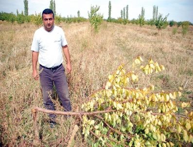 Bahçesinde Bulunan 250 Kayısı Ağacını Kestiler