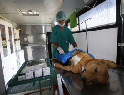 LOKMAN ÖZDEN - Çubuk Belediyesi`nden `sokak Hayvanlarını Kısırlaştır, Aşılat ve Yaşat` Kampanyası