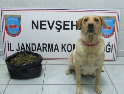 TOPAKLı - Esrar Satıcıları Tutuklandı