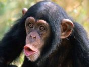 Yavru şempanzenin komik görüntüleri