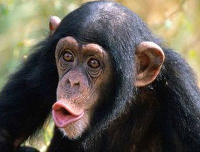 Yavru şempanzenin komik görüntüleri