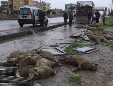 Bandırma`daki Trafik Kazasında 150 Kurbalık Koç Telef Oldu