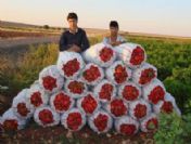 Salçalık Kırmızı Biber Fiyatları Arttı