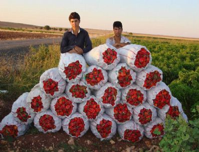 Salçalık Kırmızı Biber Fiyatları Arttı