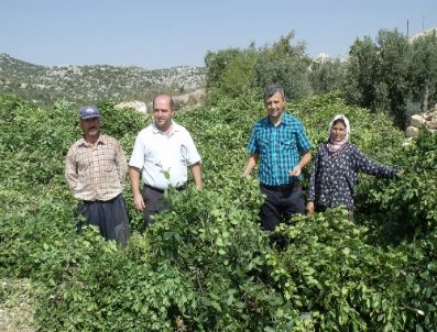 NARLıKUYU - Silifke’de Yetişen Defne Yaprağı 60 Ülkeye İhraç Ediliyor