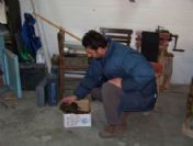 Kıskanç Anne Köpek 5 Yavrusunu Boğdu