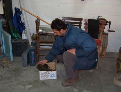 Kıskanç Anne Köpek 5 Yavrusunu Boğdu