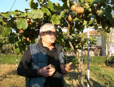 ERDAL ÇAKıR - Bir Zamanlar Taneyle Satın Aldığı Kiviyi Şimdi Bahçesinde Yetiştiriyor