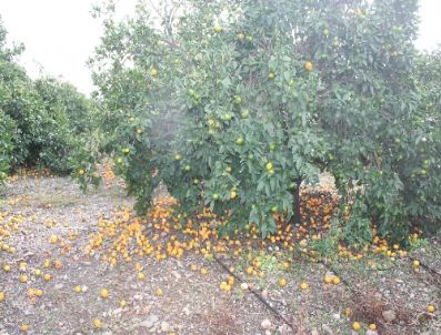 KARAKESE - Dolu Narenciye Üreticisini Perişan Etti