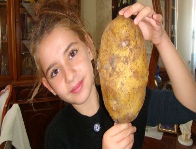 Kafa Kadar Büyük 1,3 Kilogramlık Patates Şaşırtıyor