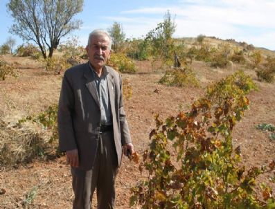 GÖKÇEBAĞ - Gökçedağ`da Üzüm Hasadı Bitti