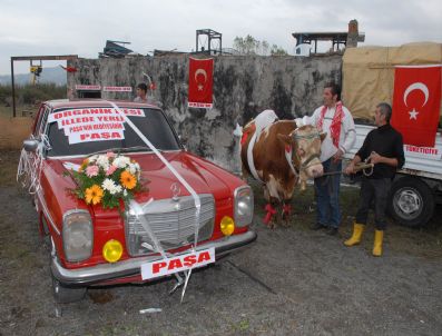 Kurbanlık Boğayı Alana Mercedes Otomobil Hediye