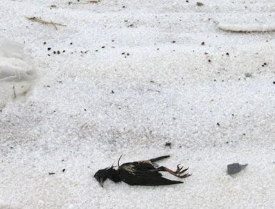 LEON - Binlerce ölü kuş sahile vurdu