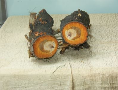 AYDIN ŞENGÜL - Düzce`de Mucizevi Olay