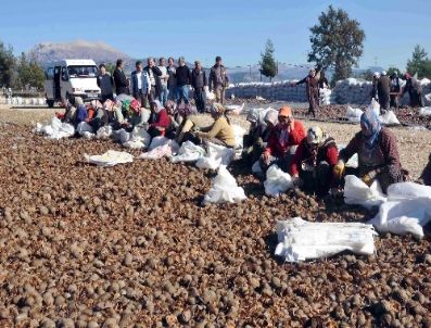 KARAKAPı - Karpelli Sedir Tohumları Toprakla Buluştu