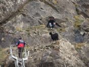 Sarp Kayalıkta Keçi Kurtarma Operasyonu