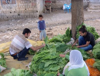 BEKIRHAN - Tütün Üreticileri Alternatif Ürün İçin Destek Bekliyor