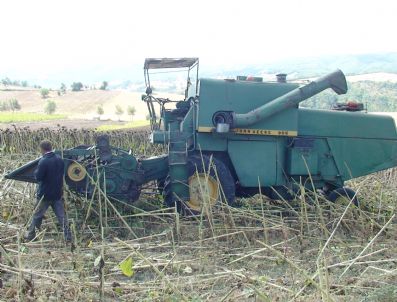 Ayçiçeği Çiftçiyi Sevindirdi