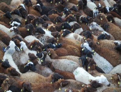 Bayburt`ta Damızlık Koyun Projesi