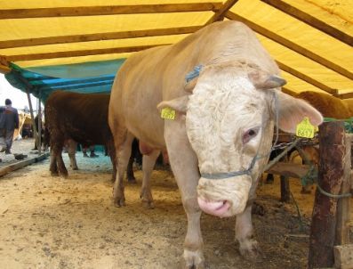 Rize’de 4 Bin Hayvan Kapasiteli Kurban Pazarı Hazır