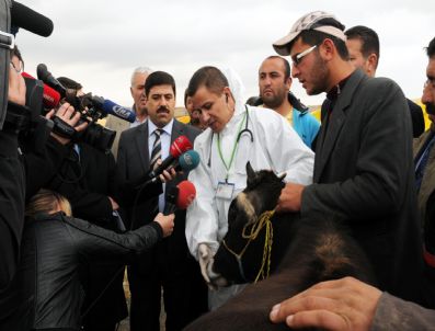 LALAHAN - Mamak Belediyesi`nden Kurbanlıklara Gebelik Taraması