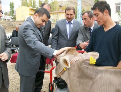 Narman Da Geleneksel Buzağı Güzellik Yarışması Yapıldı