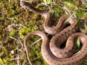 Selle birlikte bölgeye yaklaşık 100 bin yılan geldi