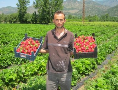 EMRE DOĞAN - Örnek Projeyle Çilek Çiftçinin Yeni Gözdesi Oldu