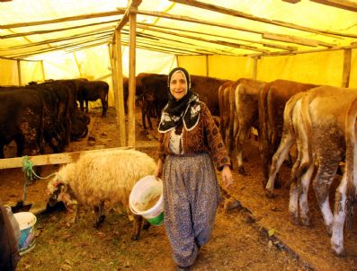 Tokat`ın Tek Kadın Kurban Satıcısı