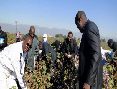 Afrikalı Pamukçular Tarlaya İndi