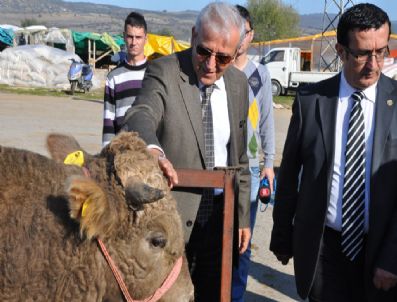 AZIZ İNCI - İnegöl Kurban Bayramına Hazır