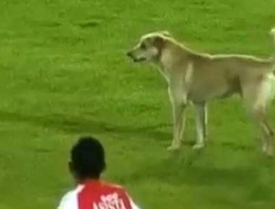 OLİVEİRA - Sahaya giren köpek maçı durdurdu